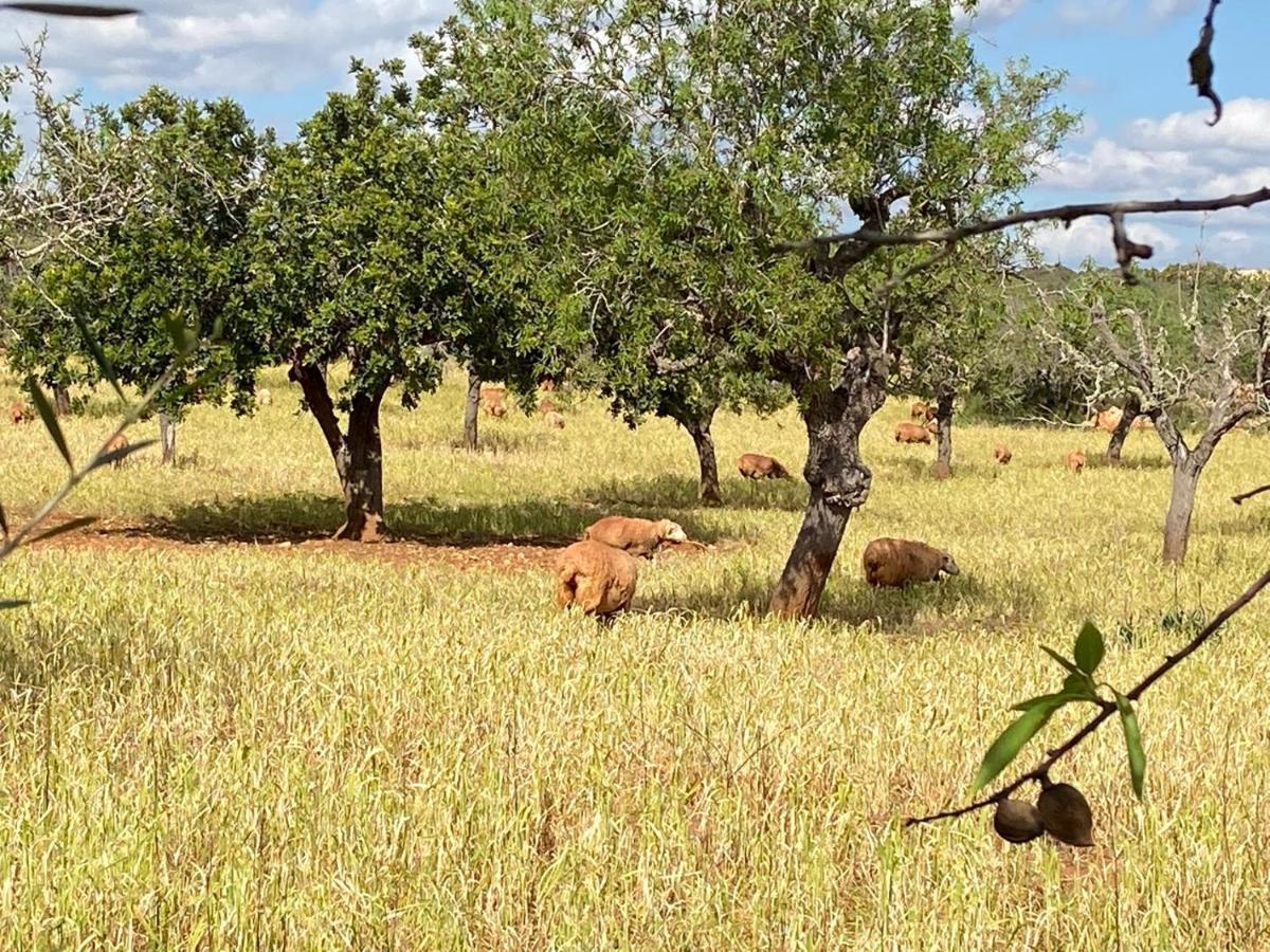 Finca Sa Canova Agroturismo Campos  Buitenkant foto